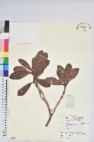 血紅杜鵑藏品圖，第1張