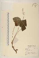 鐵破鑼藏品圖，第1張