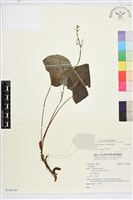 鐵破鑼藏品圖，第2張