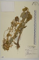 登錄號:S140395藏品圖，第1張