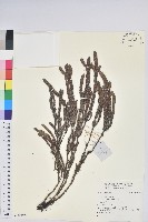 登錄號:S140396藏品圖，第1張