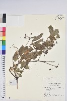 登錄號:S140419藏品圖，第1張