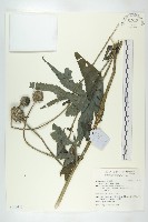 川續斷藏品圖，第1張