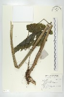 川續斷藏品圖，第1張