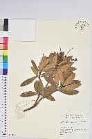 登錄號:S140449藏品圖，第1張