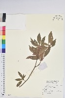 登錄號:S140455藏品圖，第1張