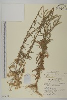 加拿大蓬藏品圖，第1張