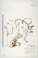 登錄號:S140465藏品圖，第1張