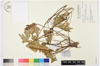 登錄號:S140468藏品圖，第1張