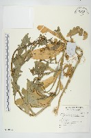 登錄號:S140473藏品圖，第1張