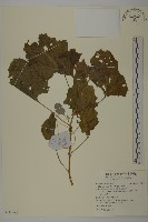 藜、灰藜藏品圖，第1張