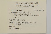 藜、灰藜藏品圖，第2張