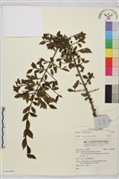 登錄號:S140496藏品圖，第1張