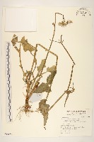 苦滇菜、苦菜藏品圖，第1張