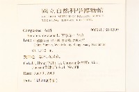 苦滇菜、苦菜藏品圖，第2張