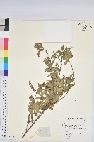 草沉香藏品圖，第1張