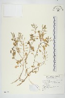 登錄號:S140525藏品圖，第1張