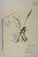 登錄號:S140530藏品圖，第1張