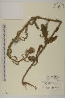 登錄號:S140535藏品圖，第1張