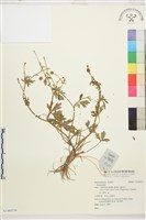 登錄號:S140539藏品圖，第1張