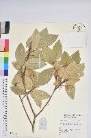 登錄號:S140546藏品圖，第1張