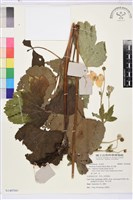 草玉梅藏品圖，第1張