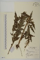 登錄號:S140565藏品圖，第1張