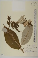 登錄號:S140579藏品圖，第1張