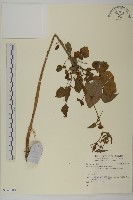 登錄號:S140580藏品圖，第1張