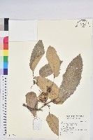 登錄號:S140585藏品圖，第1張