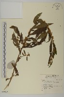 登錄號:S140589藏品圖，第1張