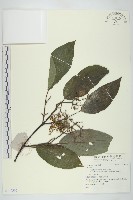 登錄號:S140597藏品圖，第1張