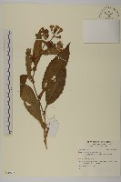 登錄號:S140603藏品圖，第1張