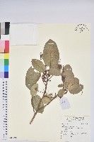 登錄號:S140611藏品圖，第1張