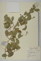 登錄號:S140615藏品圖，第1張