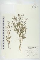 獨行菜藏品圖，第1張