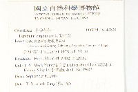 獨行菜藏品圖，第2張