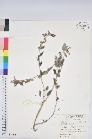 飛揚草藏品圖，第1張