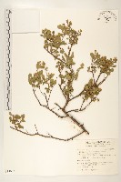 鯽魚膽、闊苞菊藏品圖，第1張