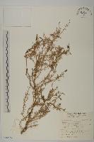 裸花鹼蓬藏品圖，第1張