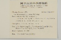 裸花鹼蓬藏品圖，第2張