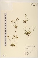 能高刀傷草藏品圖，第1張