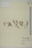 瓜槌草、漆姑草藏品圖，第1張