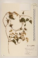 蔓澤蘭藏品圖，第1張