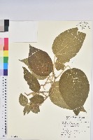 臺灣鐵莧藏品圖，第1張