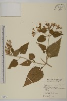 香澤蘭、飛機草藏品圖，第1張