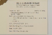 香澤蘭、飛機草藏品圖，第2張