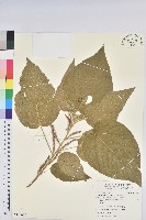 臺灣鐵莧藏品圖，第1張