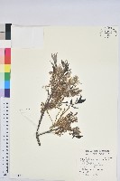 青剛櫟、鐵椆藏品圖，第1張