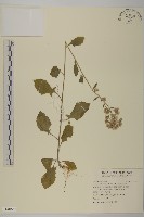 裂葉艾納香藏品圖，第1張